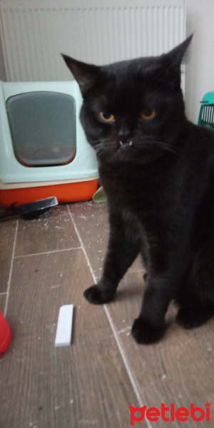 Bombay, Kedi  Kömür fotoğrafı