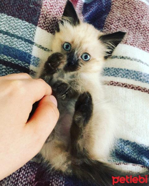 Siyam Kedisi, Kedi  Baileys fotoğrafı