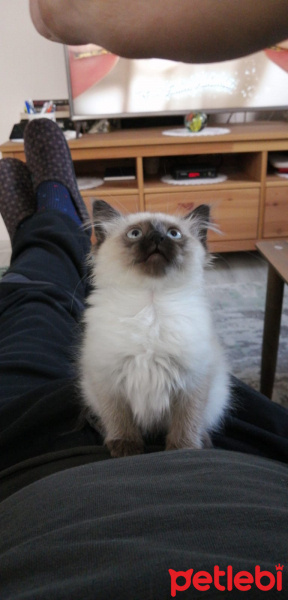 Siyam Kedisi, Kedi  Baileys fotoğrafı