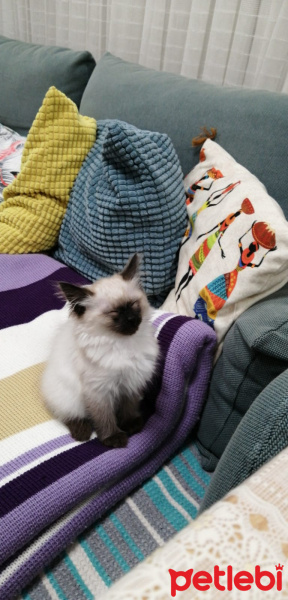 Siyam Kedisi, Kedi  Baileys fotoğrafı