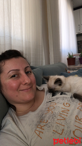 Siyam Kedisi, Kedi  Baileys fotoğrafı