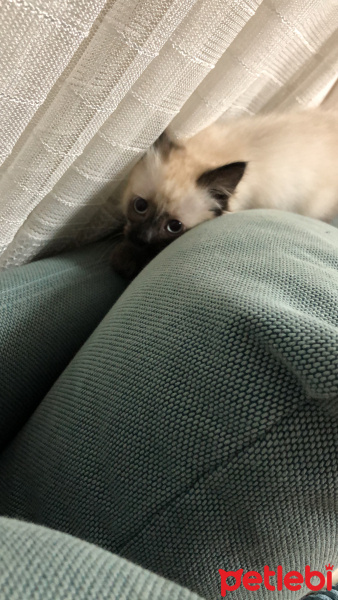 Siyam Kedisi, Kedi  Baileys fotoğrafı