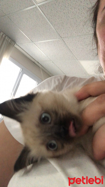 Siyam Kedisi, Kedi  Baileys fotoğrafı