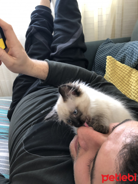 Siyam Kedisi, Kedi  Baileys fotoğrafı