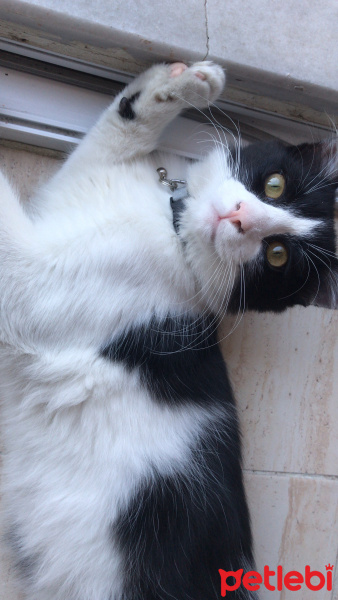 Tuxedo (Smokin) Kedi, Kedi  Gece fotoğrafı