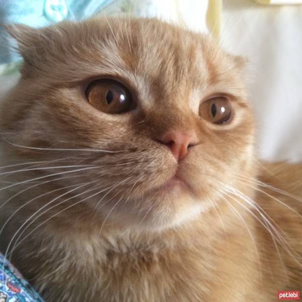 Scottish Fold, Kedi  Hardal fotoğrafı