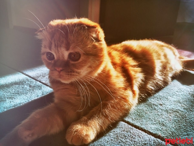 Scottish Fold, Kedi  Hardal fotoğrafı