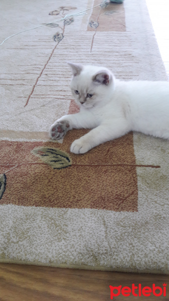 British Shorthair, Kedi  Leo fotoğrafı