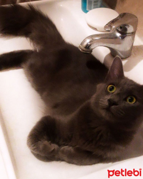 Mavi Rus, Kedi  aras fotoğrafı