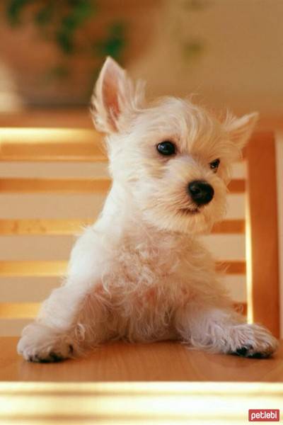 Yorkshire Terrier, Köpek  Püskül fotoğrafı