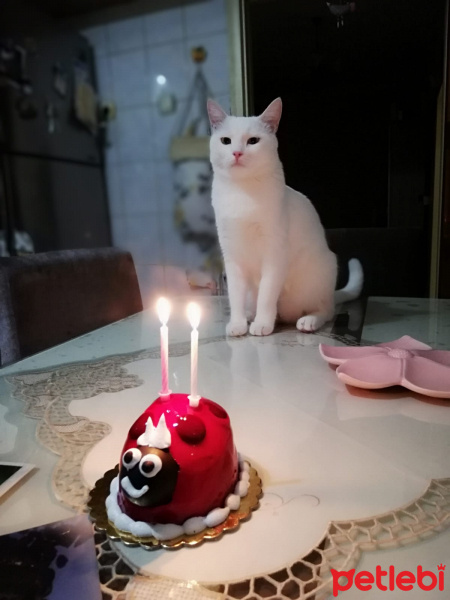 Van Kedisi, Kedi  Pamuk fotoğrafı