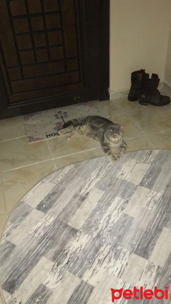 British Shorthair, Kedi  Pakize fotoğrafı