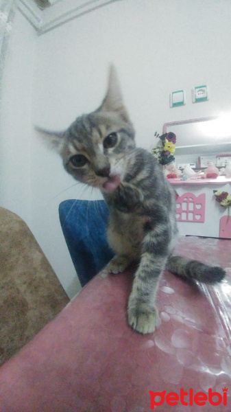 American Shorthair, Kedi  Duman fotoğrafı