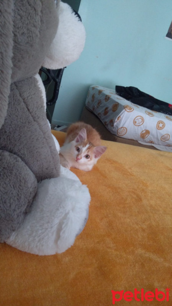 Sarman, Kedi  Sezar fotoğrafı