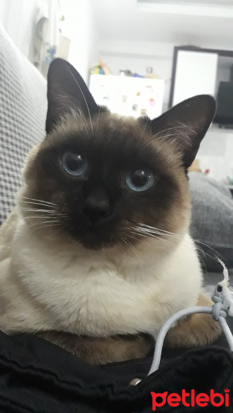Siyam Kedisi, Kedi  Leon fotoğrafı