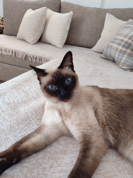 Siyam Kedisi, Kedi  Leon fotoğrafı