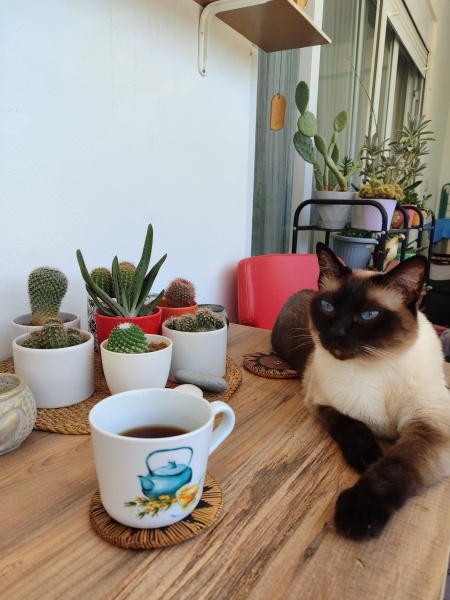 Siyam Kedisi, Kedi  Leon fotoğrafı