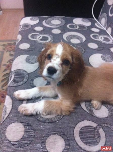 Amerikan Cocker Spaniel, Köpek  lucy fotoğrafı