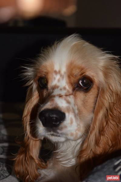 Amerikan Cocker Spaniel, Köpek  lucy fotoğrafı