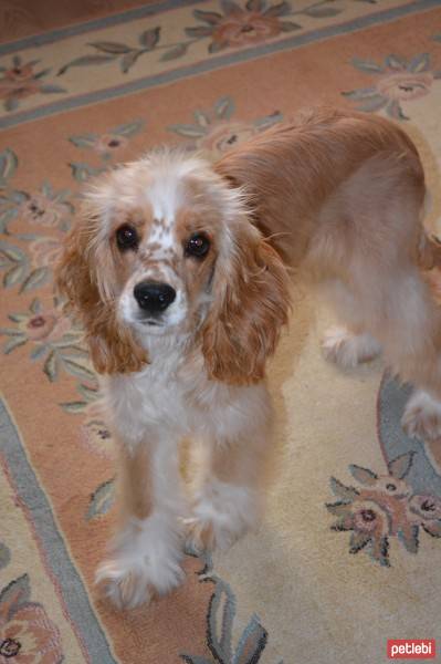 Amerikan Cocker Spaniel, Köpek  lucy fotoğrafı