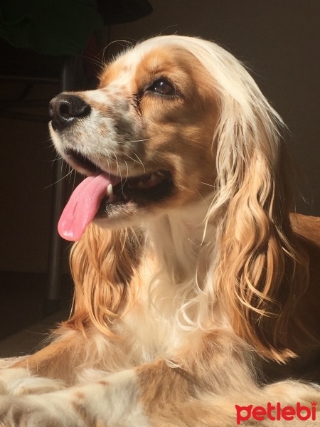 Amerikan Cocker Spaniel, Köpek  lucy fotoğrafı