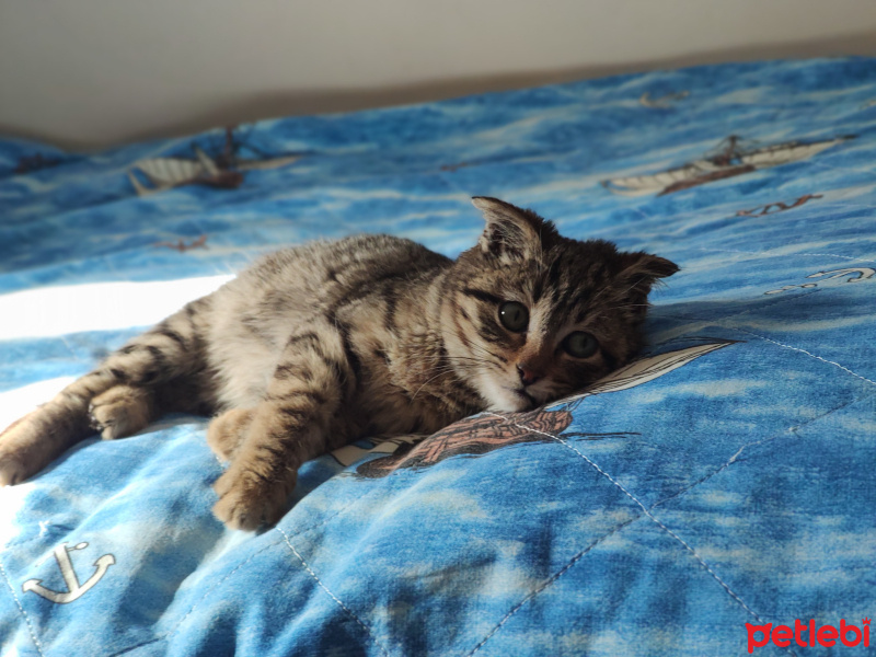 Tekir Kedi, Kedi  Layto fotoğrafı