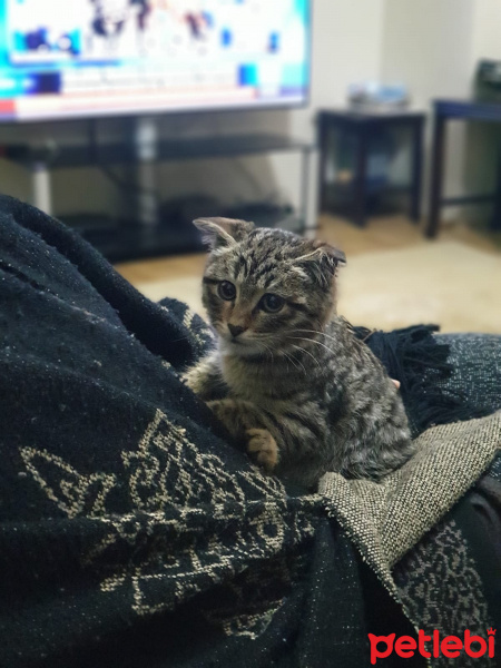 Tekir Kedi, Kedi  Layto fotoğrafı