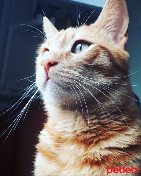 Sarman, Kedi  Peeta mell fotoğrafı