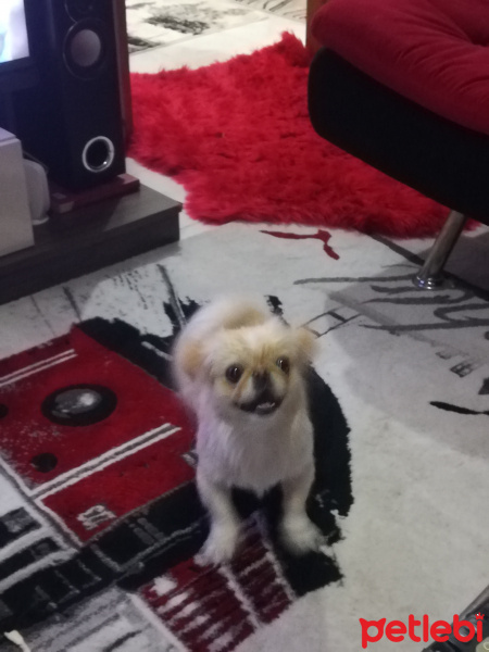 Pekingese, Köpek  Daisy fotoğrafı
