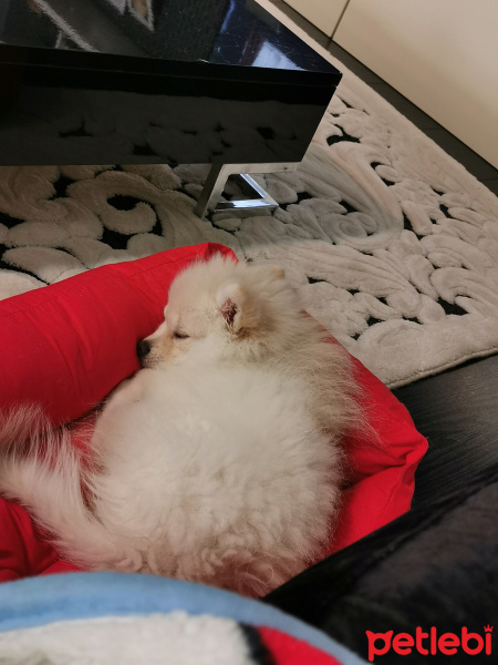 Pomeranyalı, Köpek  Kar fotoğrafı