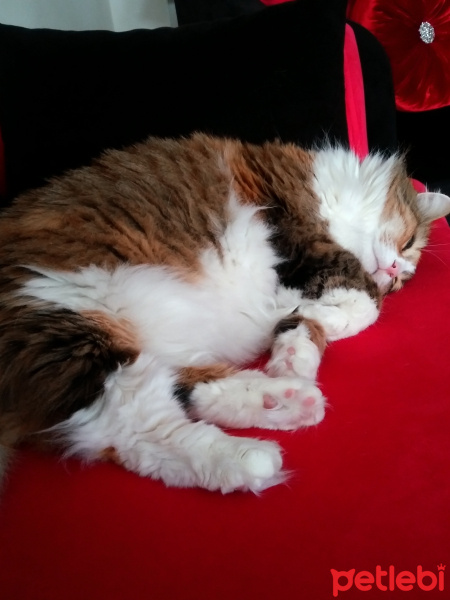 Maine Coon, Kedi  Köpük fotoğrafı