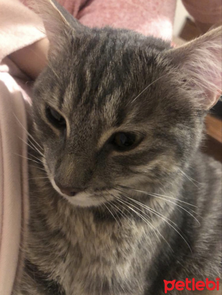 Tekir Kedi, Kedi  Süt fotoğrafı