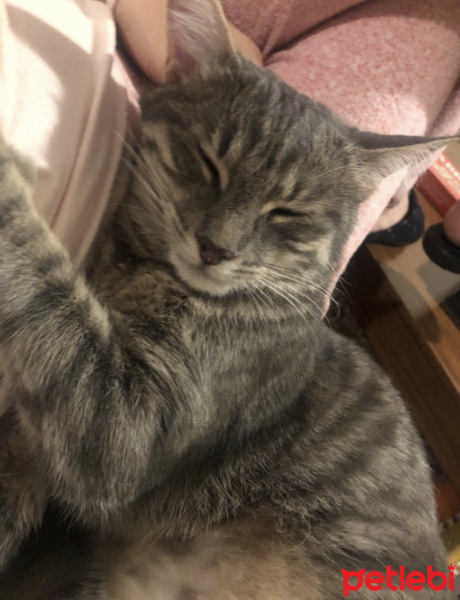 Tekir Kedi, Kedi  Süt fotoğrafı