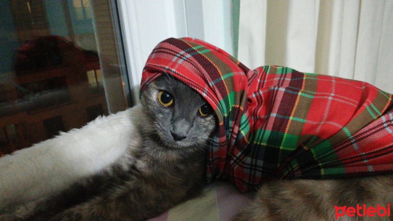 Mavi Rus, Kedi  Liya fotoğrafı