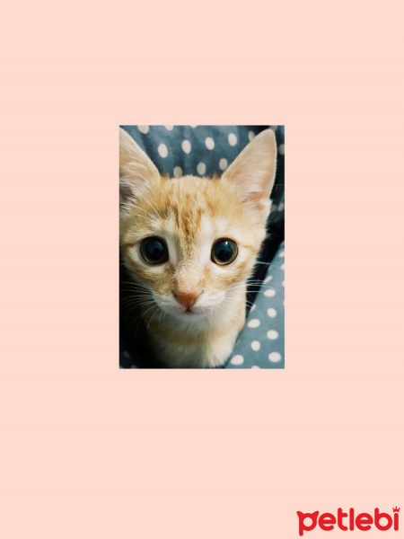 Sarman, Kedi  Luna fotoğrafı