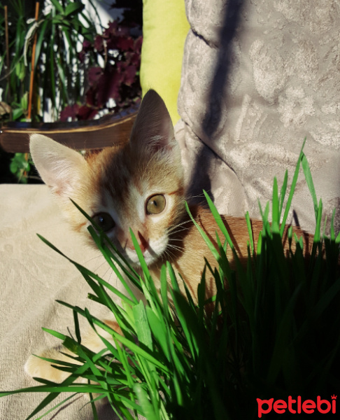 Sarman, Kedi  Luna fotoğrafı