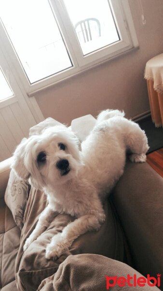 Maltese, Köpek  Badi fotoğrafı