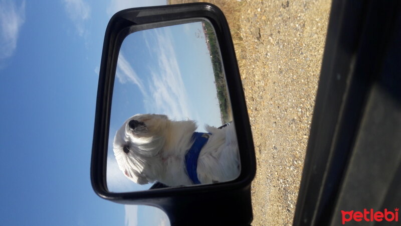 Maltese, Köpek  Badi fotoğrafı