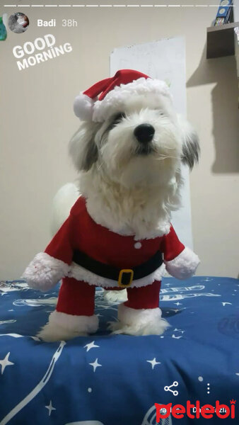 Maltese, Köpek  Badi fotoğrafı