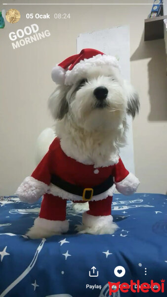 Maltese, Köpek  Badi fotoğrafı