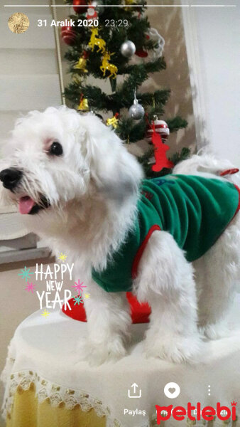 Maltese, Köpek  Badi fotoğrafı