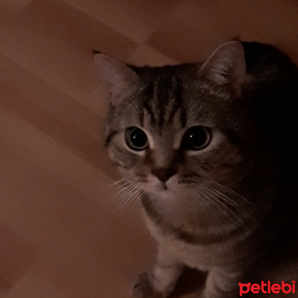 British Shorthair, Kedi  Mini Moni fotoğrafı