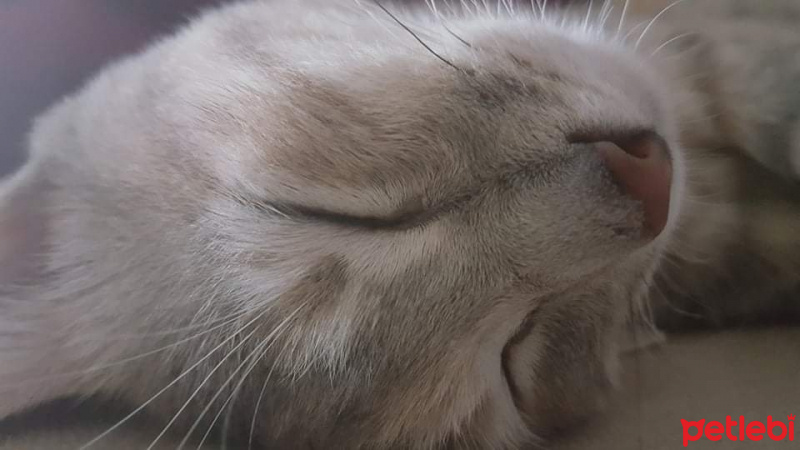 Mavi Rus, Kedi  Milka fotoğrafı