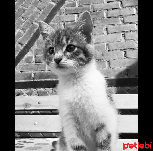 Tekir Kedi, Kedi  Patrıck fotoğrafı
