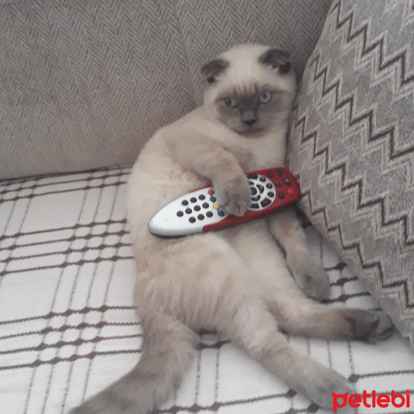 Scottish Fold, Kedi  Karamel fotoğrafı