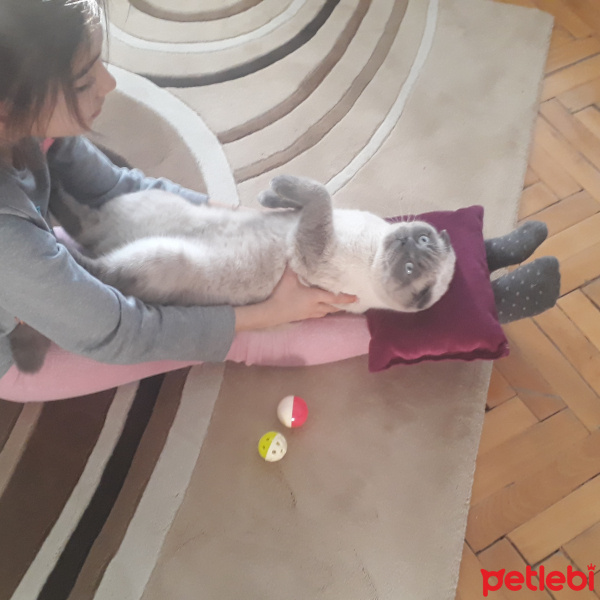 Scottish Fold, Kedi  Karamel fotoğrafı
