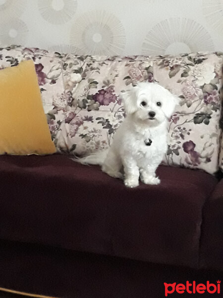 Maltese, Köpek  ALEX fotoğrafı