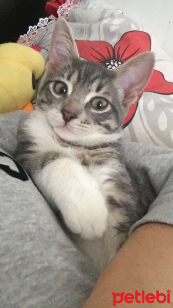 Tekir Kedi, Kedi  AŞKIM fotoğrafı