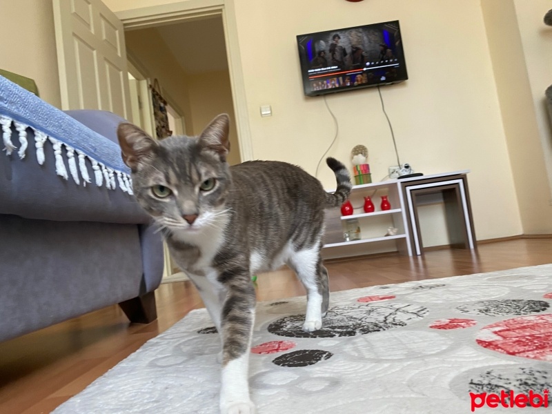 Tekir Kedi, Kedi  AŞKIM fotoğrafı