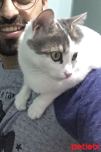 Tekir Kedi, Kedi  Benekli fotoğrafı